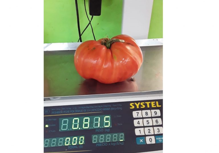 El Provincial: tomates de 815 gramos