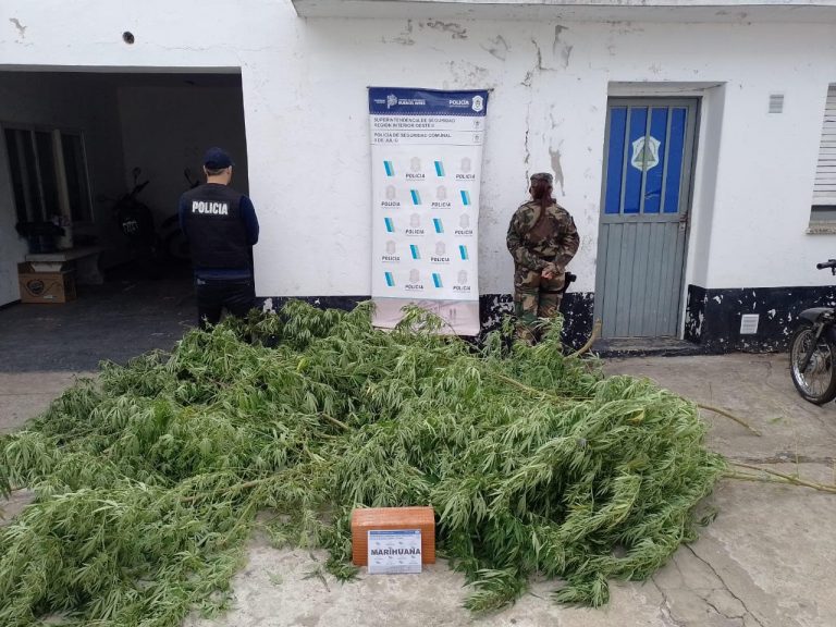 Secuestran una plantación de marihuana de un domicilio