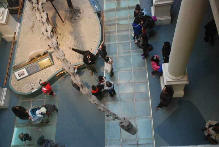 El Museo de La Plata vuelve a recibir a las escuelas