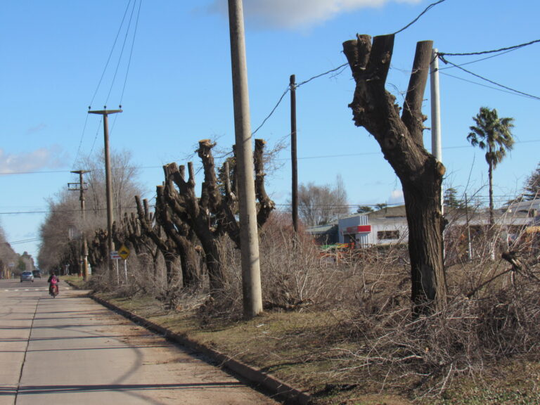 Poda indiscriminada de árboles en Avenida Mitre