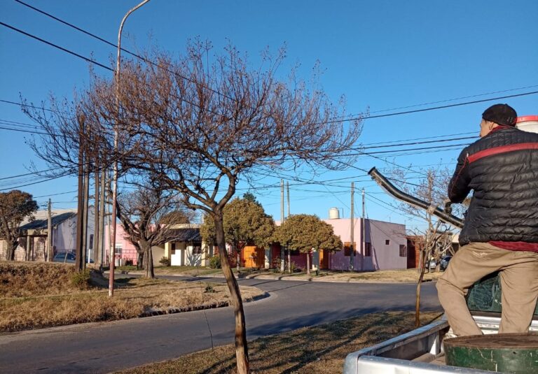 Fumigación contra el “Clavel del aire”