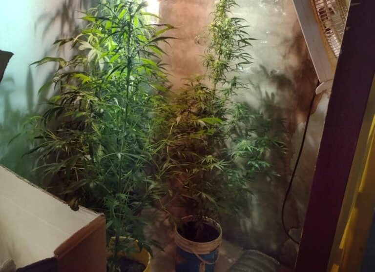Marihuana: un aprehendido