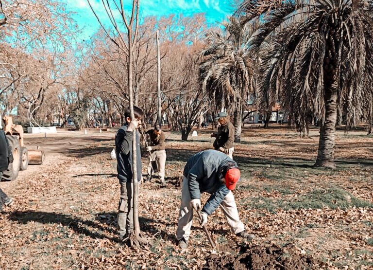 Parque San Martín: reponen arbolado