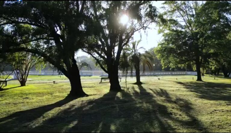 En agosto se plantaron 110 árboles y 60 arbustos