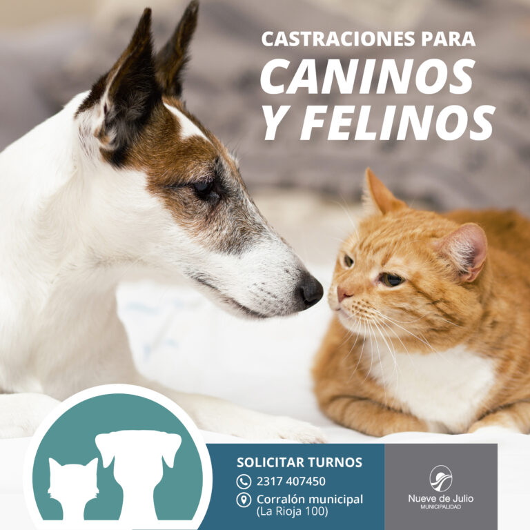 Castraciones de perros y gatos