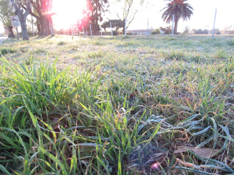 La helada se hizo sentir