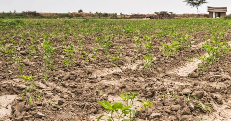 Emergencia Agropecuaria por sequía: plazo de presentación