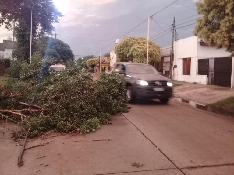 Temporal con caída de árboles y voladuras de techos