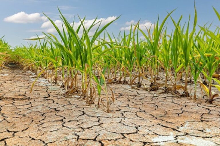 Emergencia Agropecuaria: fue prorrogada hasta marzo