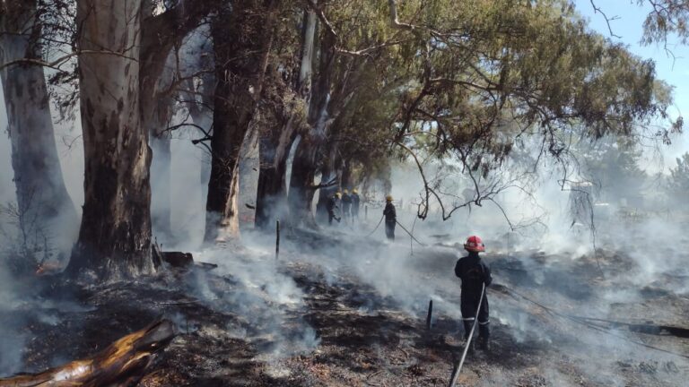 Incendio en un campo: cuatro horas de labor de Bomberos