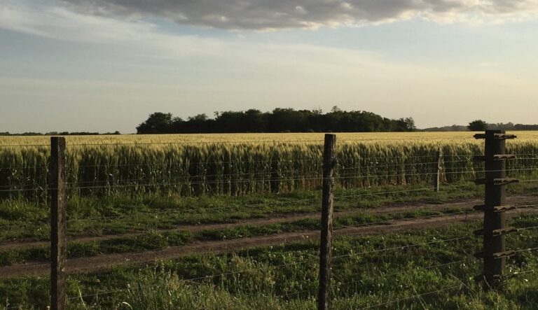 Emergencia agropecuaria, nuevas condiciones Sequía: tasa especial del Banco Provincia