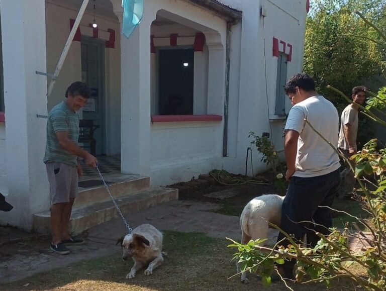 Siguen las castraciones de mascotas en las localidades