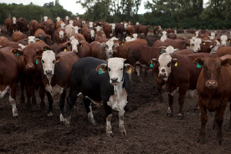 Aspectos a tener en cuenta en la vacunación bovina