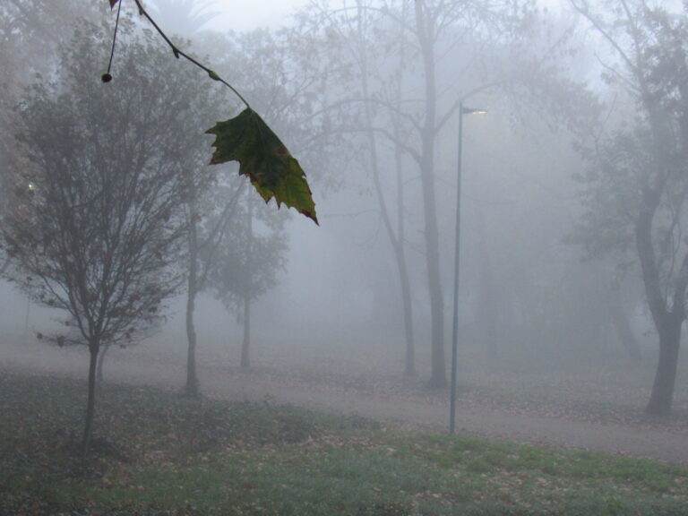Postales de la Ciudad de 9 de Julio bajo la niebla