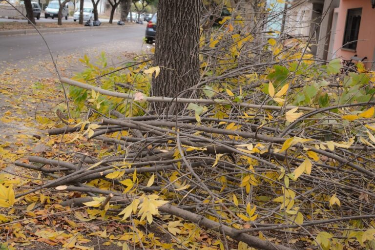 Arbolado urbano: empezó la campaña de poda