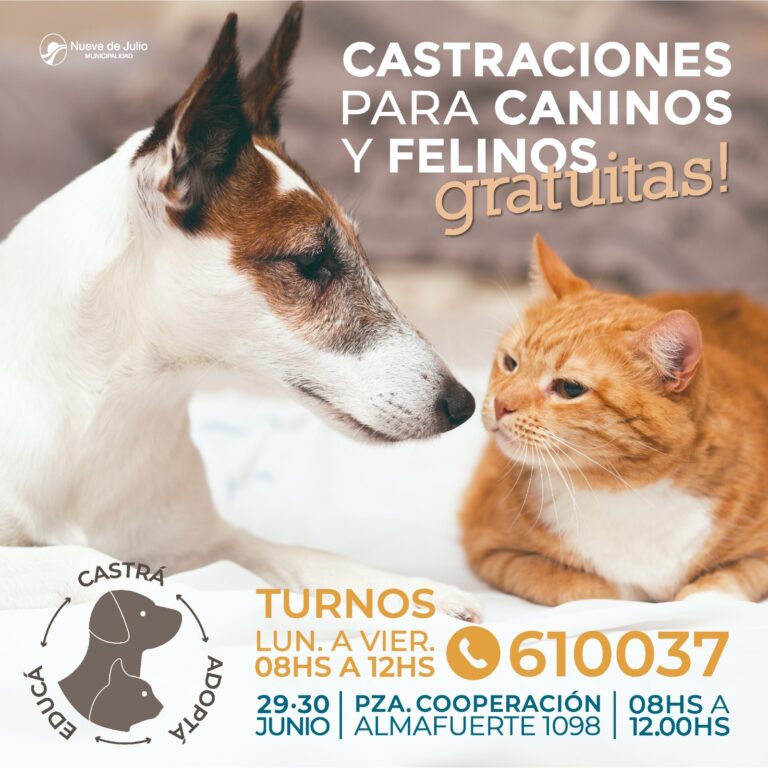 Realizarán castraciones gratuitas de caninos y felinos en Ciudad Nueva