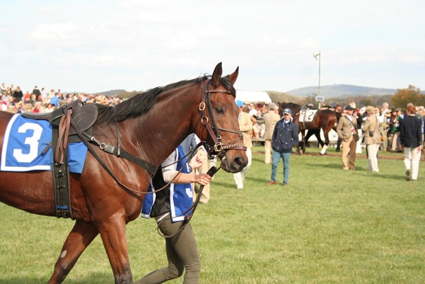 El Fascinante Mundo de Las Carreras de Caballos