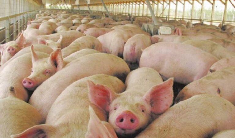 Triquinosis: recomendaciones ante el brote