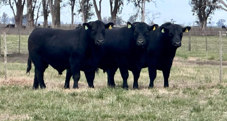 Don Félix y La Marianita convocan al 8vo Remate Anual en 9 de Julio