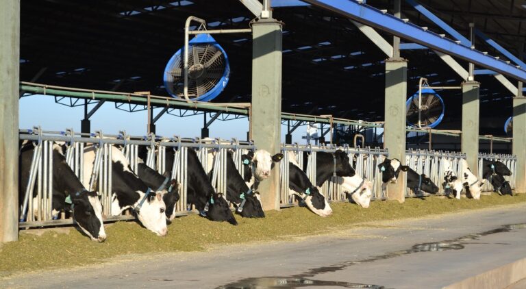 La lechería tendrá su espacio en la Expo 126