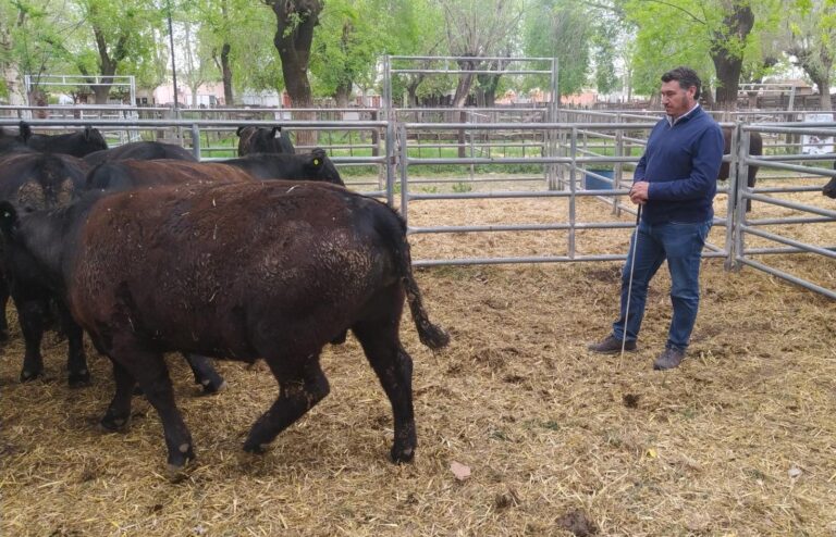 Ganadería: Argentina podría ganar más kilos de carne