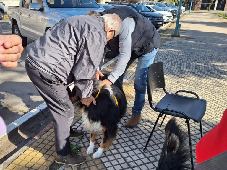 Jornada de vacunación antirrábica