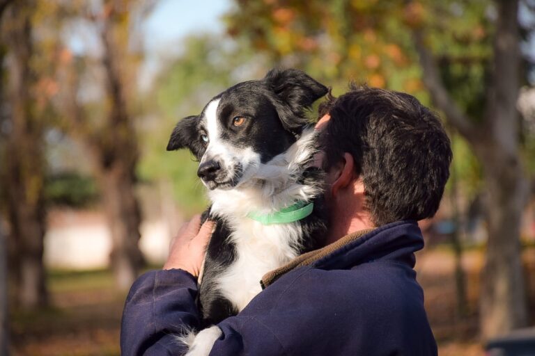 Castraciones gratuitas para caninos y felinos