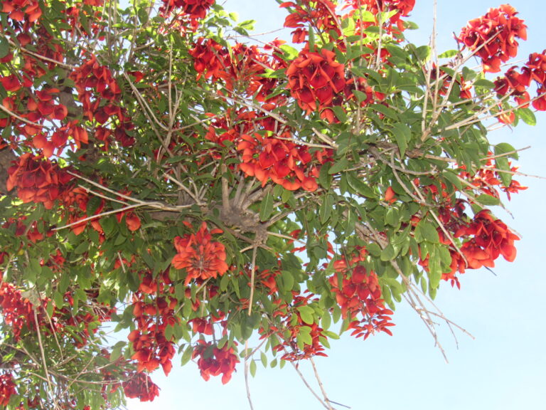 Día del Ceibo, la flor nacional en Argentina