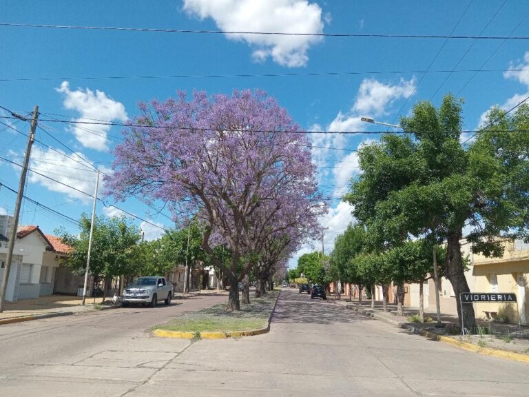El jacarandá y su colorido en las calles de la ciudad de 9 de Julio