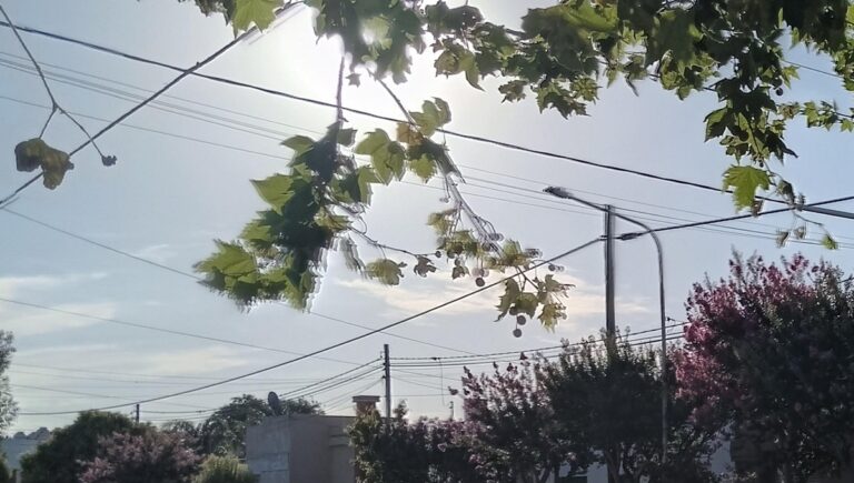 Qué temperaturas se registraron durante la semana en 9 de Julio
