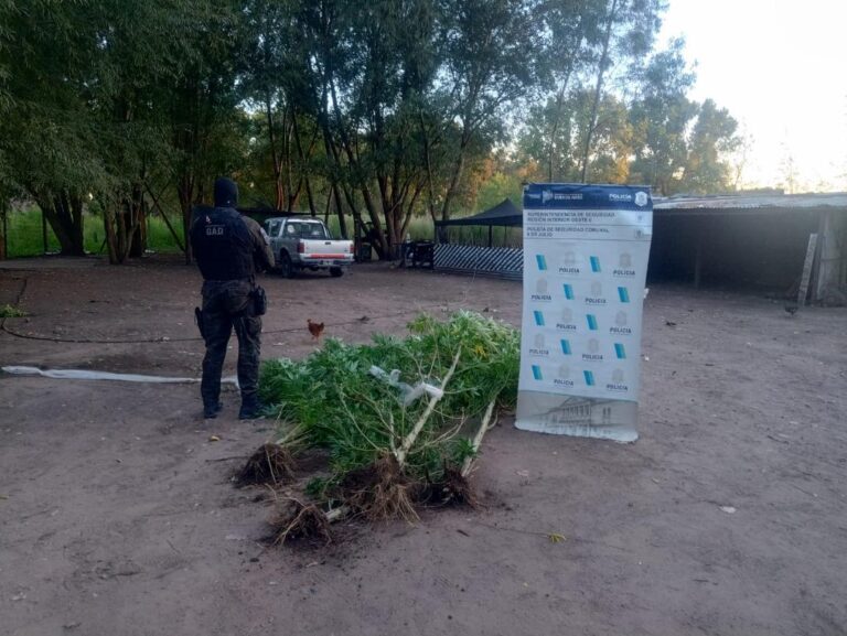Secuestran seis plantas de marihuana y otros elementos