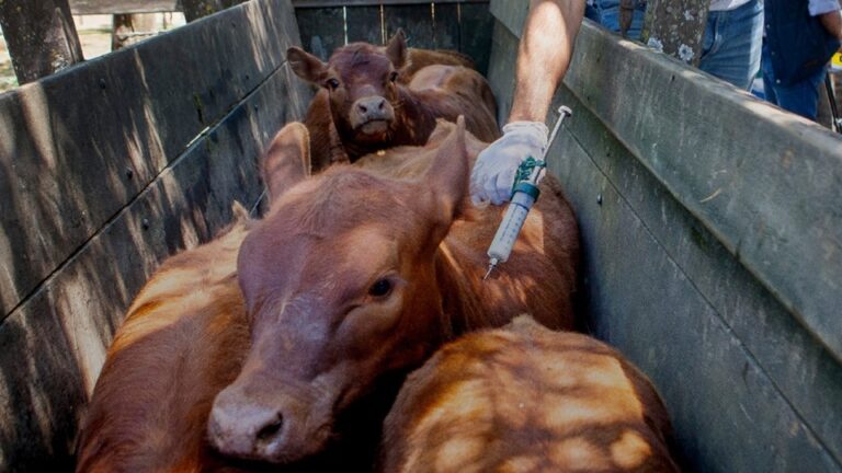Avanza la campaña de vacunación contra la fiebre aftosa