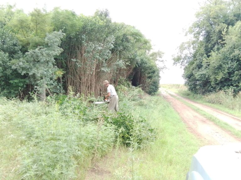Tareas de desmalezamiento en caminos rurales