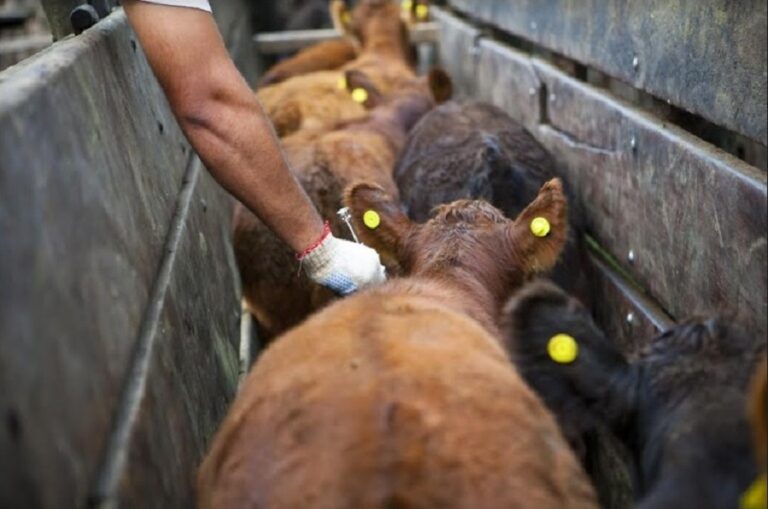 Piden autorizar la importación de la vacuna contra la Fiebre Aftosa