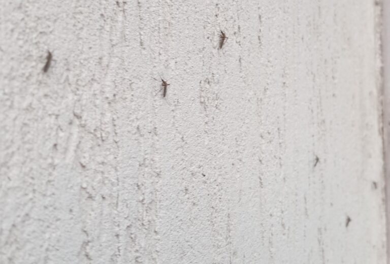 Invasión de mosquitos en 9 de Julio y en una amplia Región