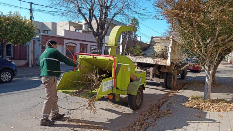 Sigue adelante la campaña de poda