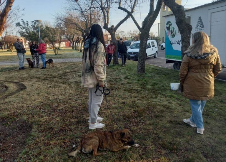 Continúan las castraciones de Mascotas