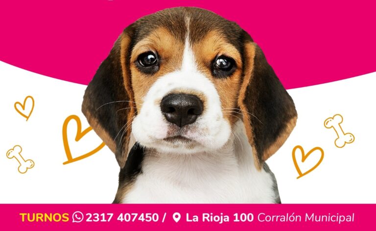Sigue la campaña de castraciones de caninos y felinos