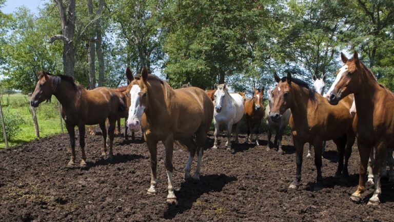 Pautas sanitarias para la prevención de encefalomielitis equina