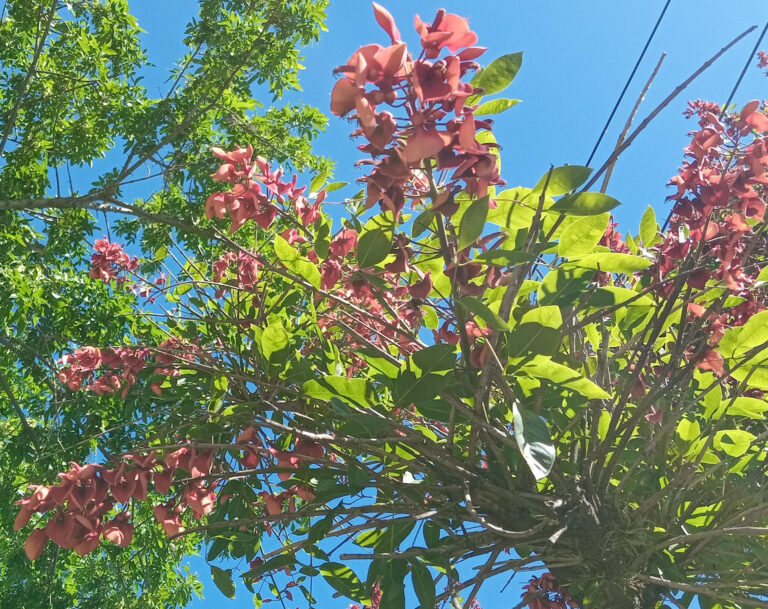 Flor nacional en Argentina: hoy es el Día del Ceibo