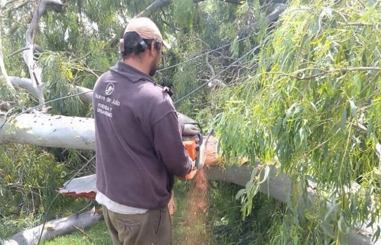 Arboles caídos:trabajo intenso en zona de Corbett