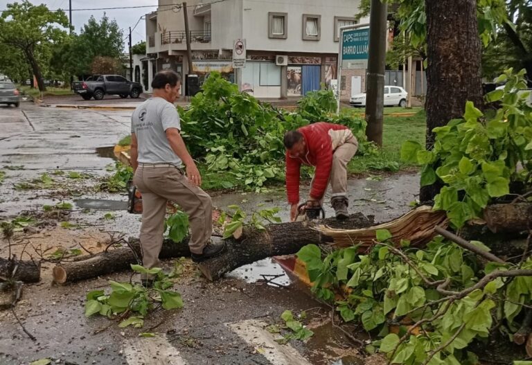 Trabajos de Espacios Verdes ante la caída de árboles y gajos