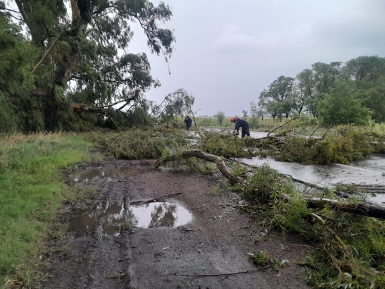 Tormenta: caída de árboles en Ruta 65