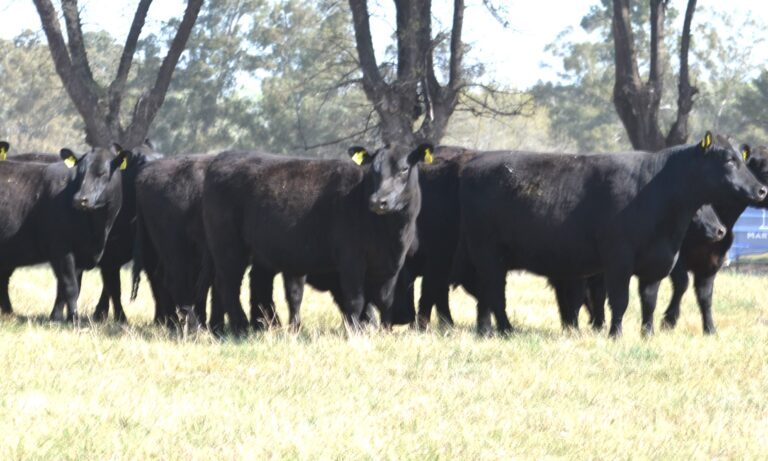 FUNUESA advierte una caída en el stock ganadero de 9 de Julio