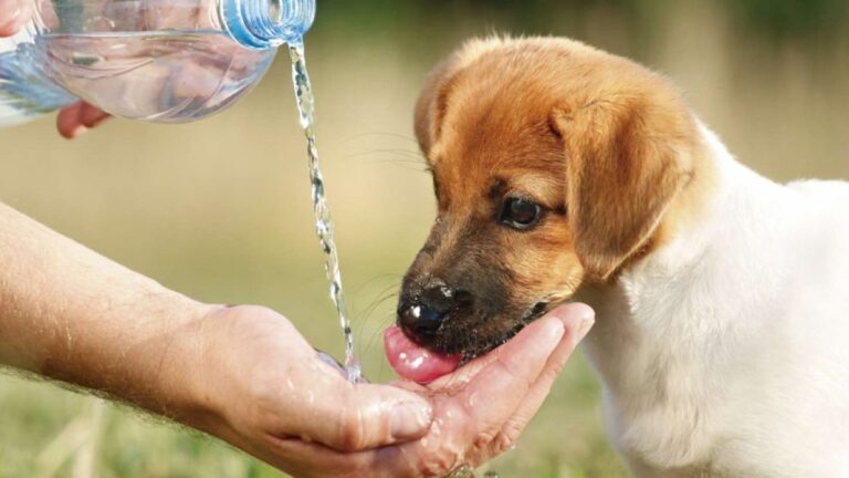 Los animales también sufre el calor: cómo protegerlos