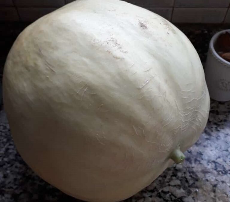 Un melón de 7,5 kg, de un cantero