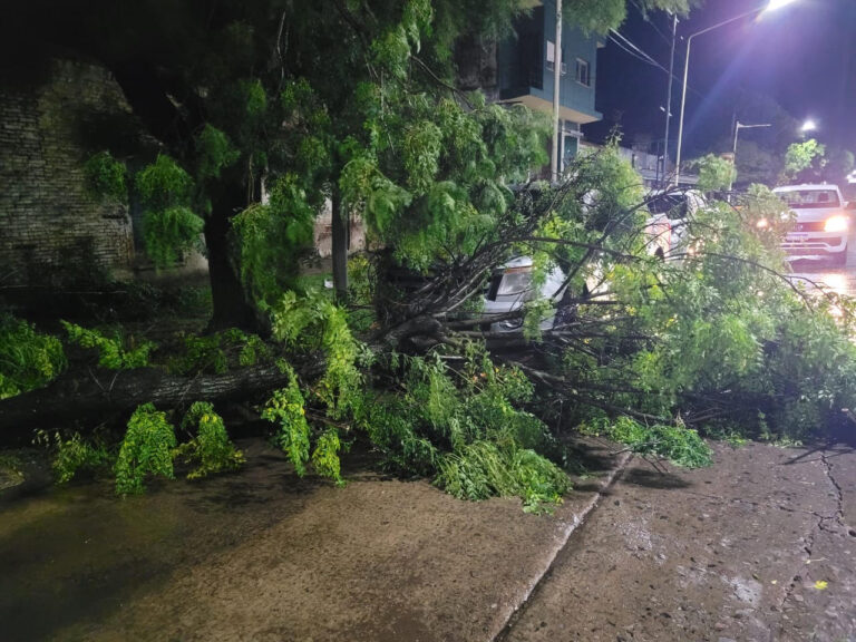 Viento en la madrugada: caída de árboles