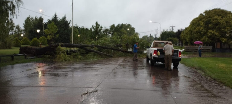 Lluvia, viento y caída de árboles en la ciudad