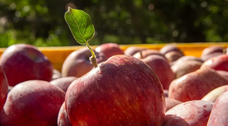 Productos vegetales: sistema digital para inscribir establecimientos