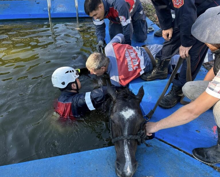 Bomberos de 9 de Julio realizaron un rescate equino
